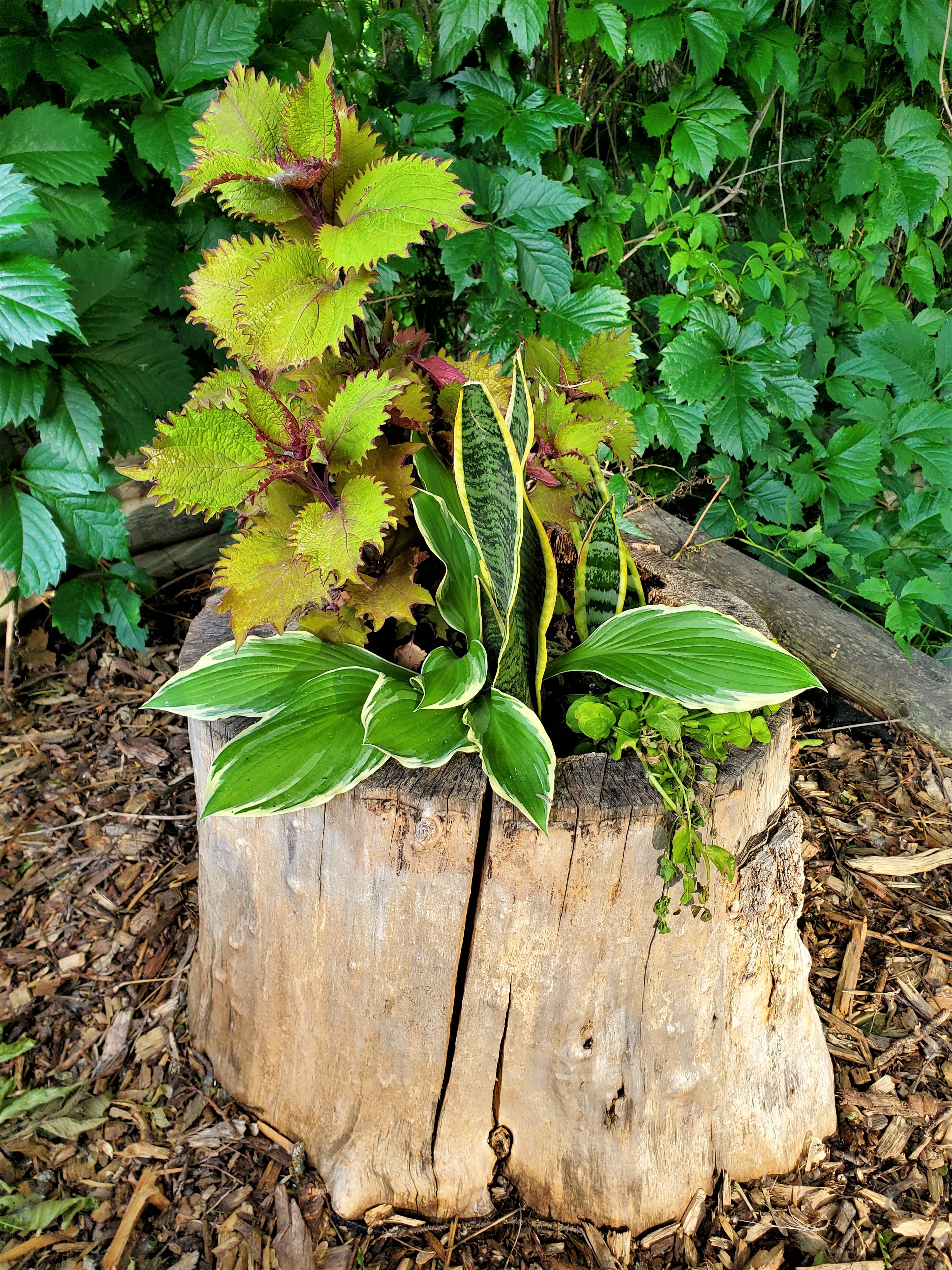 Plants in wood log used as outdoor decor. 
